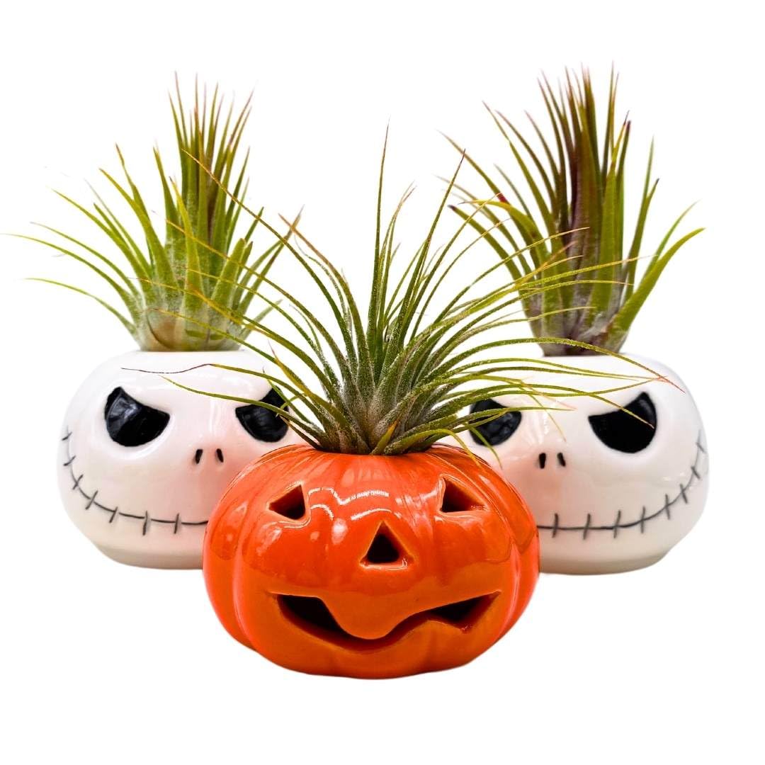 BubbleBlooms Halloween Ceramic Pumpkin and Skull Assortment Set of 3 Air Plant Holder