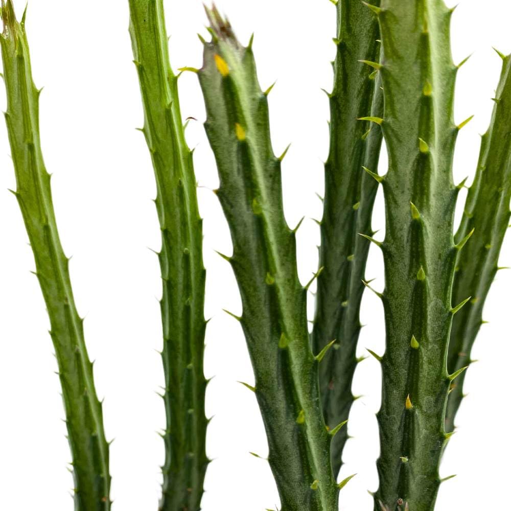 Pickle Plant Pencil Cactus, 2 inch Set of 3, Kleinia stapeliiformis Tiny Mini Pixie Plants