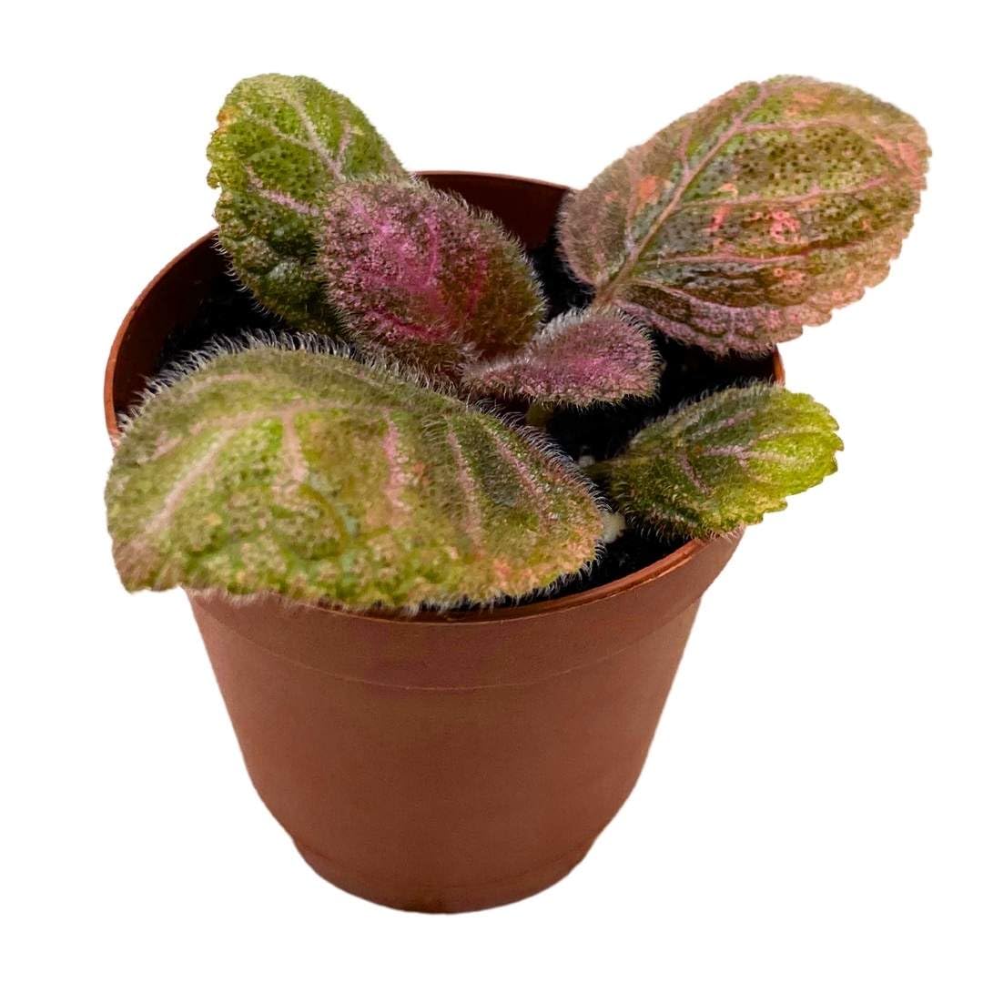 Harmony Foliage Episcia Pink Velvet Flame Violet 2 inch