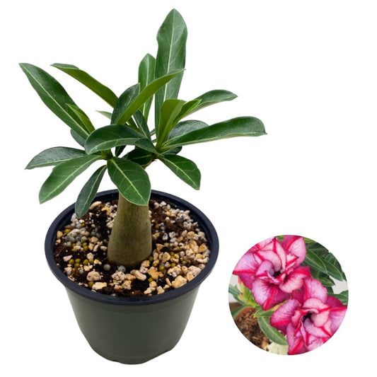 BubbleBlooms Desert Rose Rose Crown in a 4 inch Pot Extremely Rare Flower