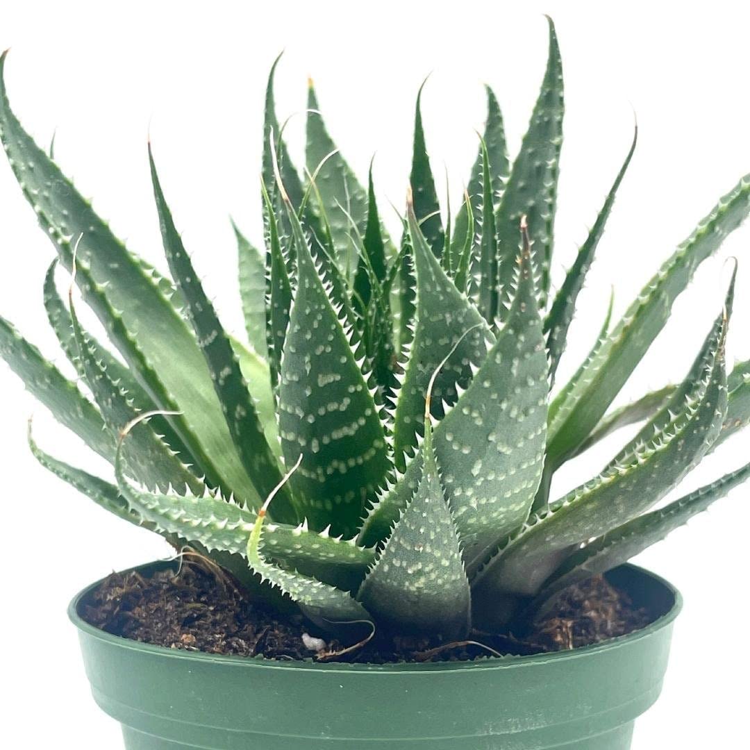 Gasteria Flow Haworthia Variegated Aloe, Tiger Aloe, Aloe Variegata, White Spotted, Polka dot lace Aloe in a 4 inch Pot