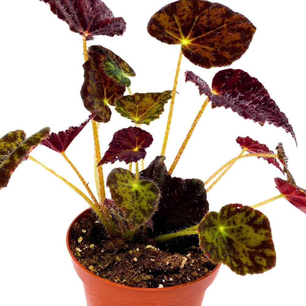 Begonia Night Eyes, 4 inch Rhizomatous Rhizo Dark Purple