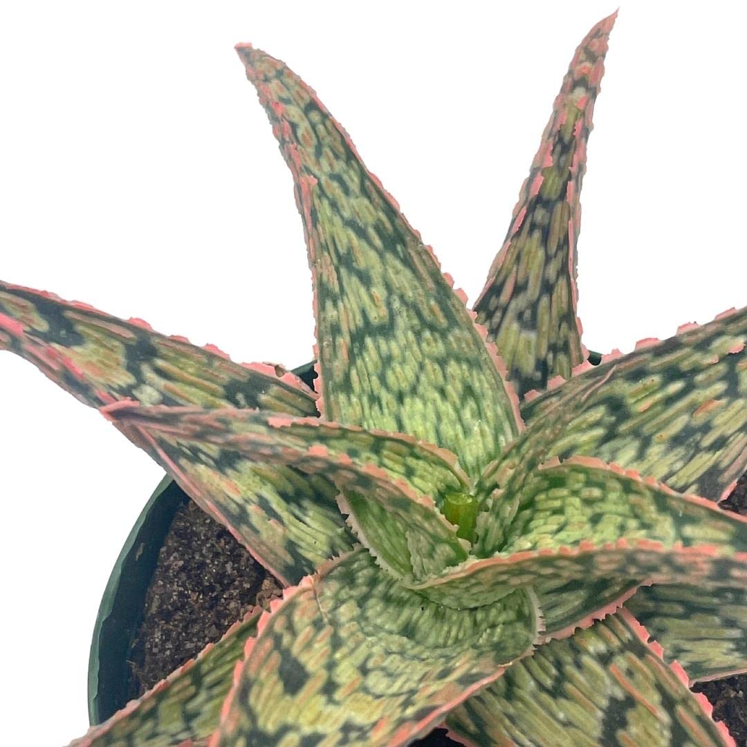 albino aloe vera plant BubbleBlooms White Aloe in a 4 inch Pot Aloe rauhii Reynolds, Snowflak – Florida House Plants