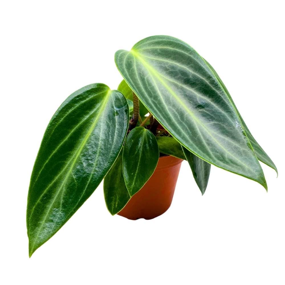 Peperomia Maculosa, Spotted-Stalked Pep, Monster Peperomia, 4 inch