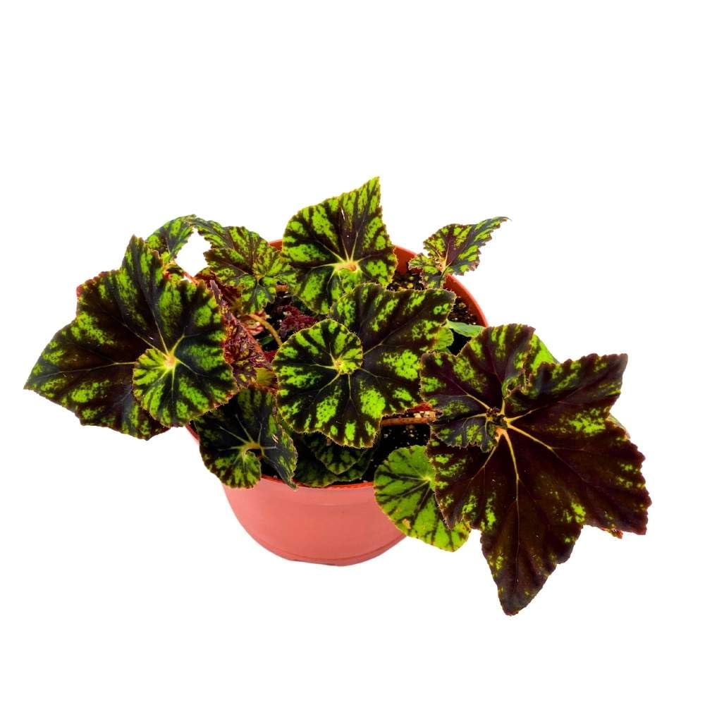 Shanicka Begonia Rhizomatous 6 inch Rhizo Dark Green Black Spiral Star Shaped Leaves