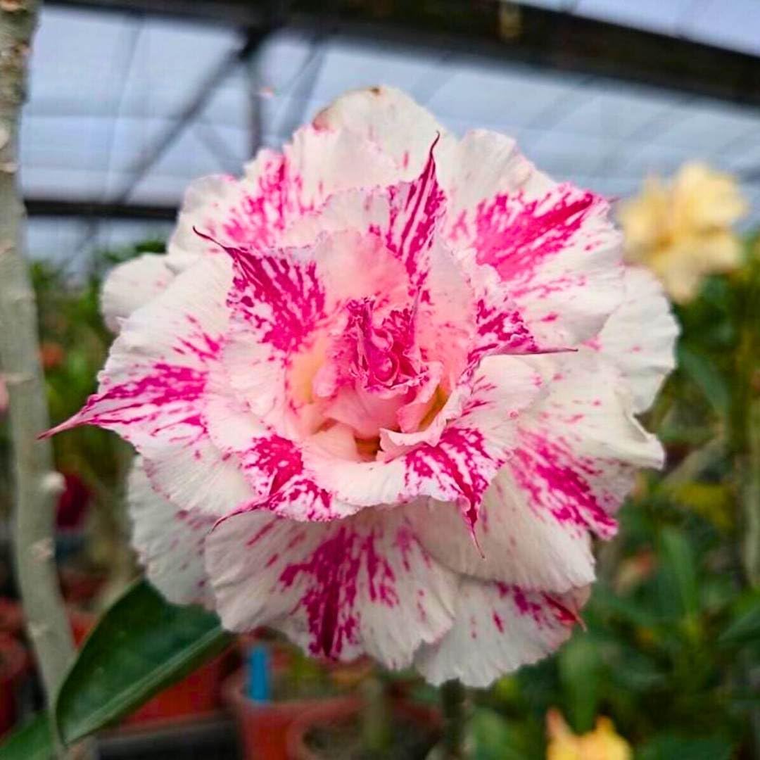 BubbleBlooms Desert Rose Flower Beauty 5 inch Pot Pink and White Variegated Exotic Rare Flower