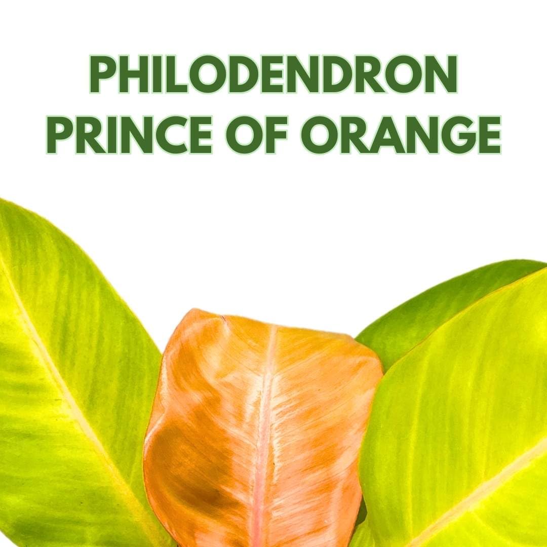 BubbleBlooms Philodendron Prince of Orange 4 inch