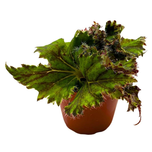 Harmony Foliage Begonia Oliver Twist 4 inch Rhizomatous