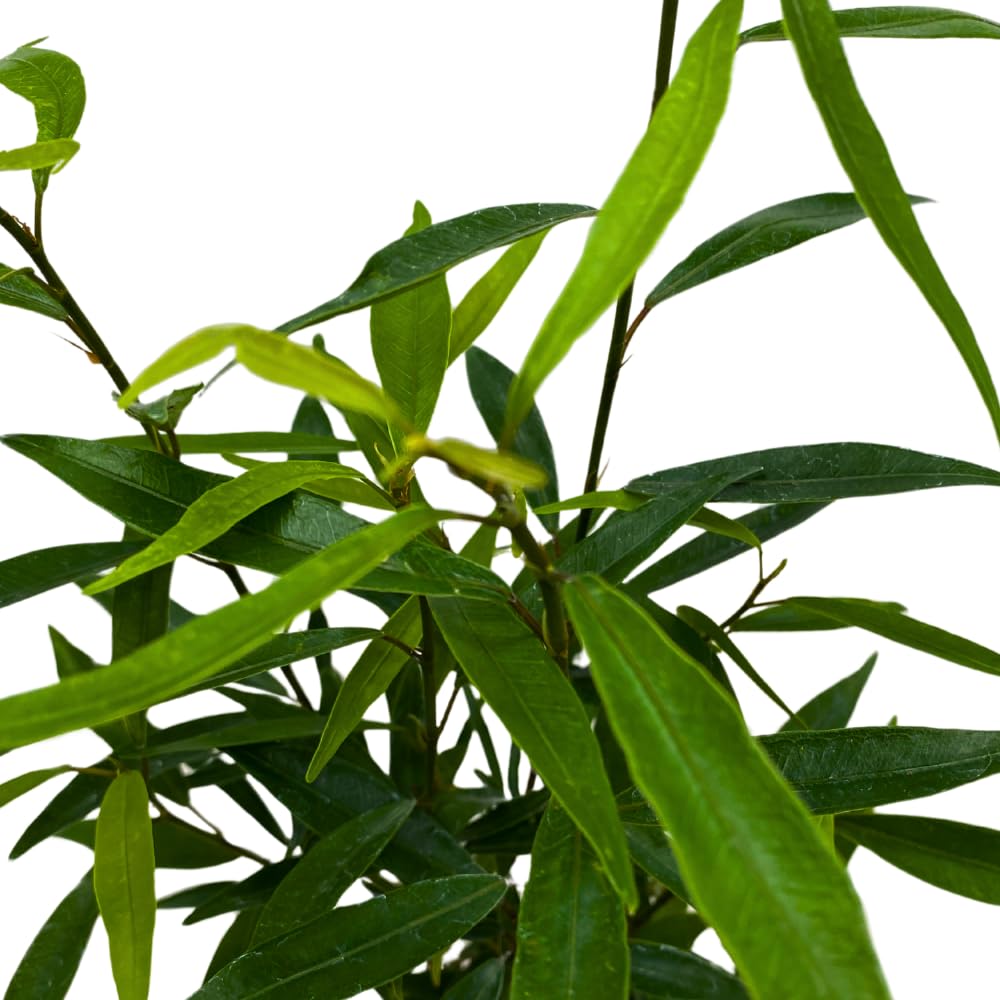 BubbleBlooms Narrow Leaf Fig in a 4 inch Pot