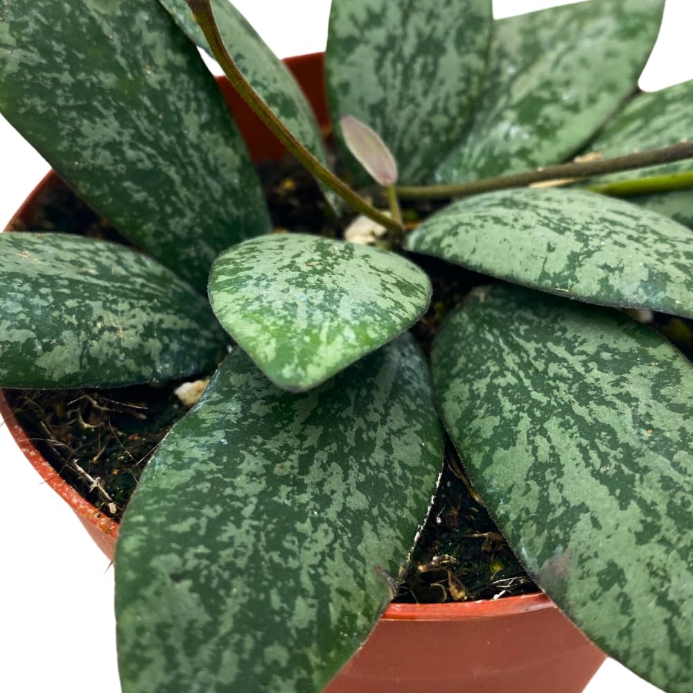 BubbleBlooms Hoya Sigilatis in a 4 inch Pot
