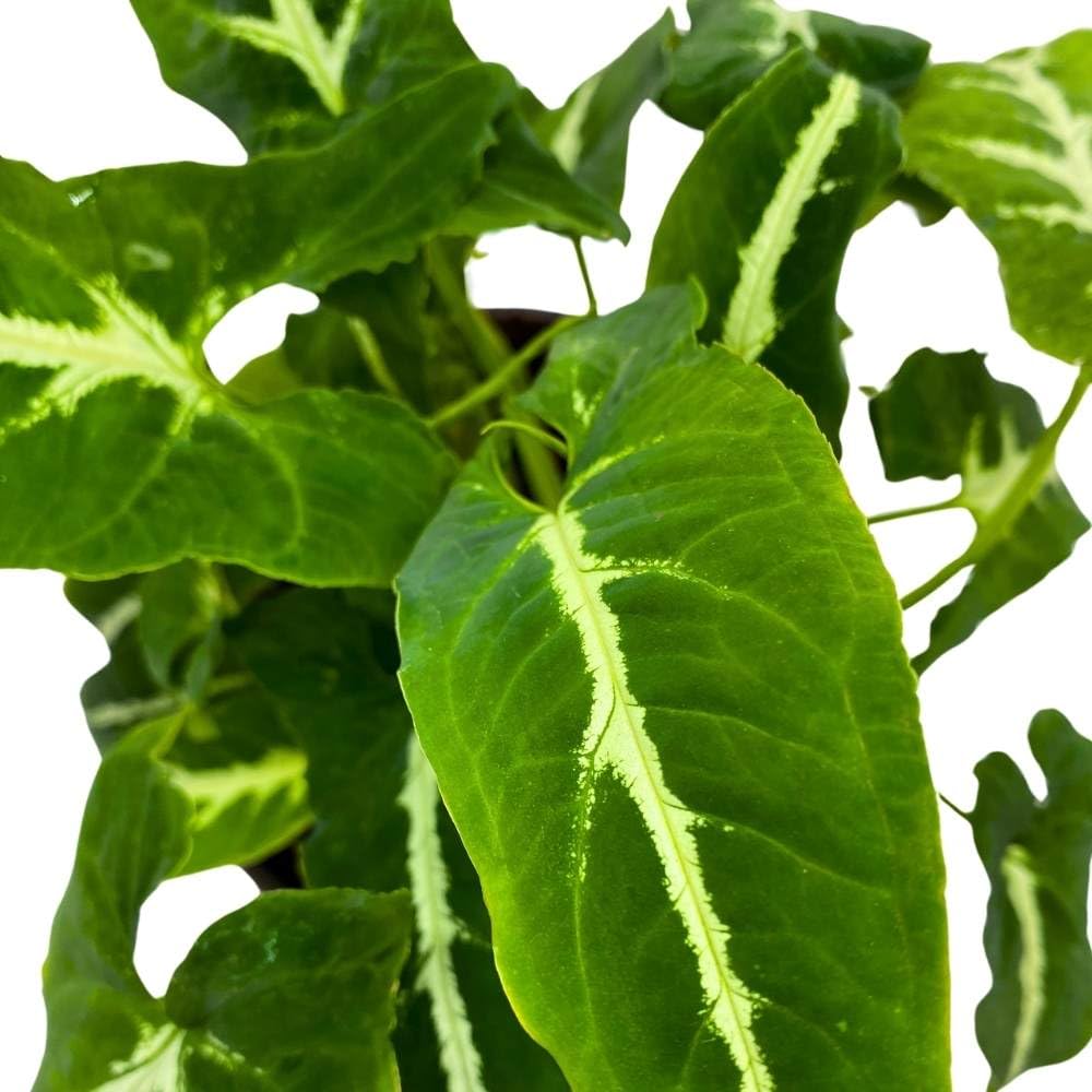 Syngonium wendlandii Black Velvet, 6 inch, Arrowhead Vine Rare Indoor Plant