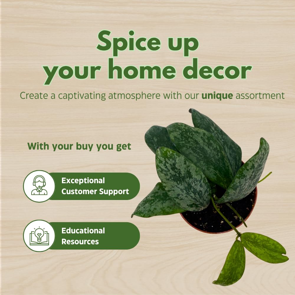 BubbleBlooms Hoya Sigilatis in a 2 inch Pot Tiny Mini Pixie Plant