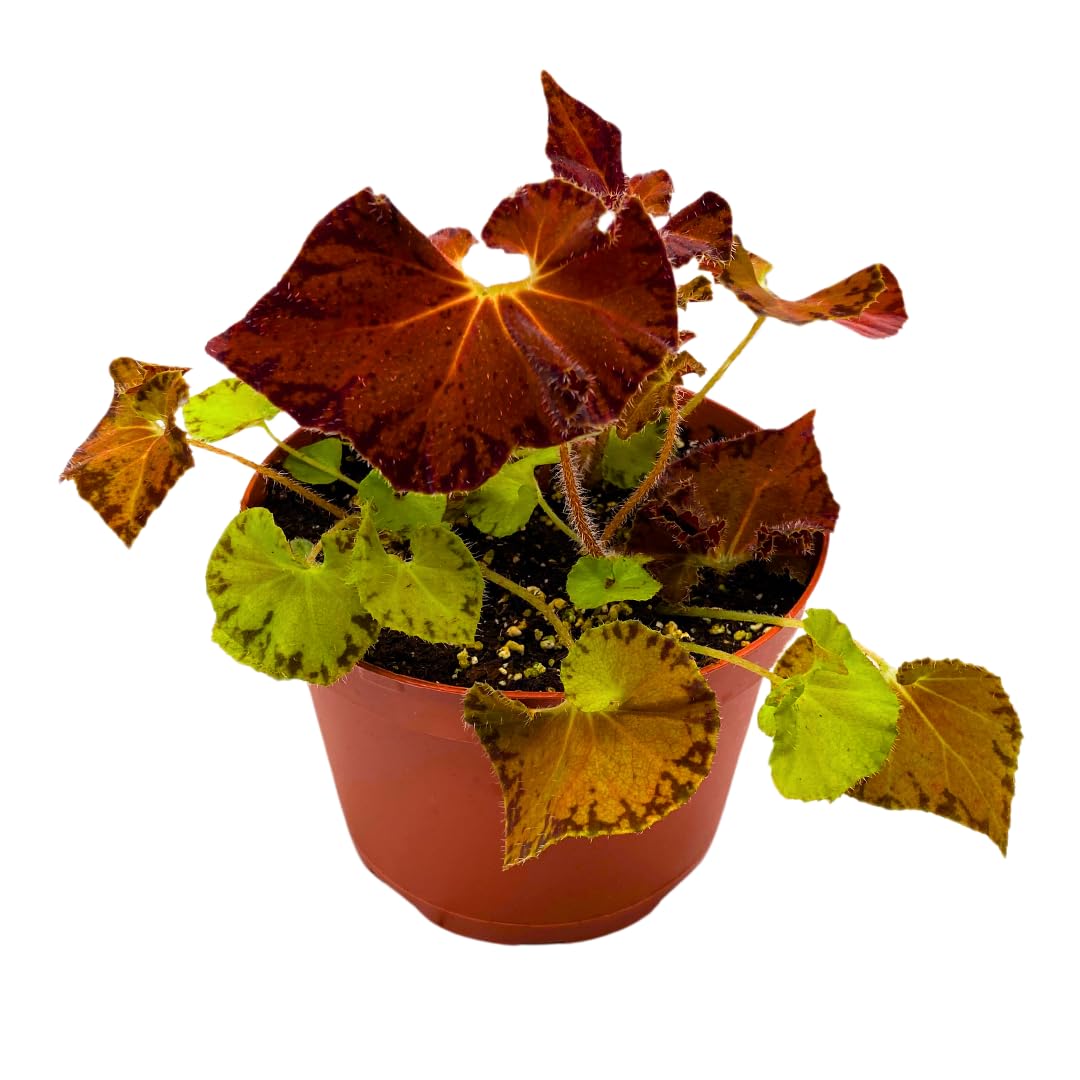 Harmony Foliage Peter Piper Begonia Rhizomatous 6 inch Orange Brown Rhizo