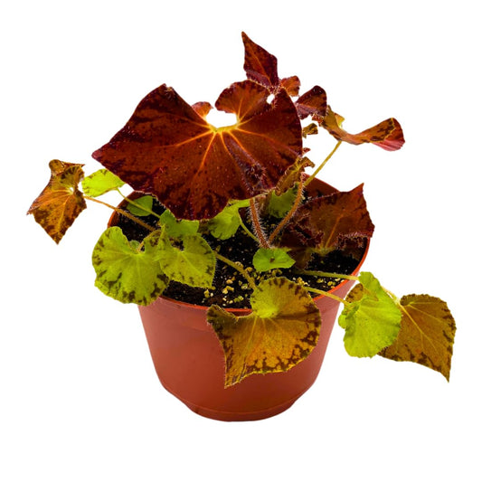 Harmony Foliage Peter Piper Begonia Rhizomatous 6 inch Orange Brown Rhizo