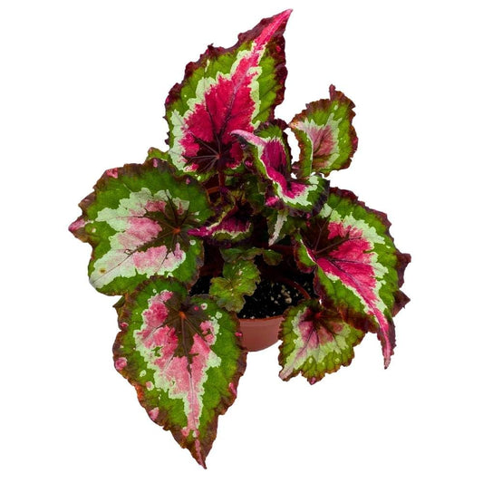 Harmony's Red Tail Begonia Rex 6 inch