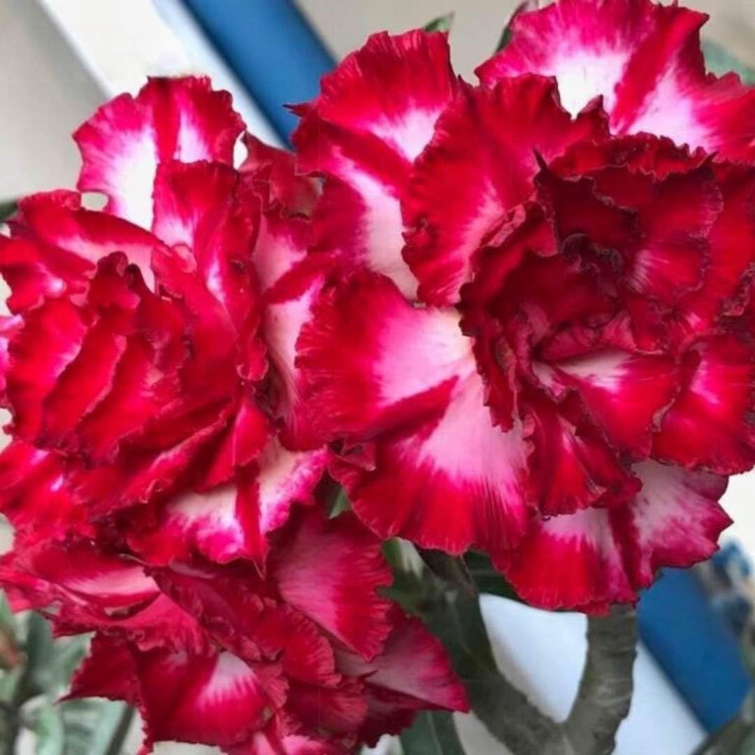 BubbleBlooms Desert Rose Red Make Up 5 inch Pot Red White Pink Variegated Exotic Rare Flower