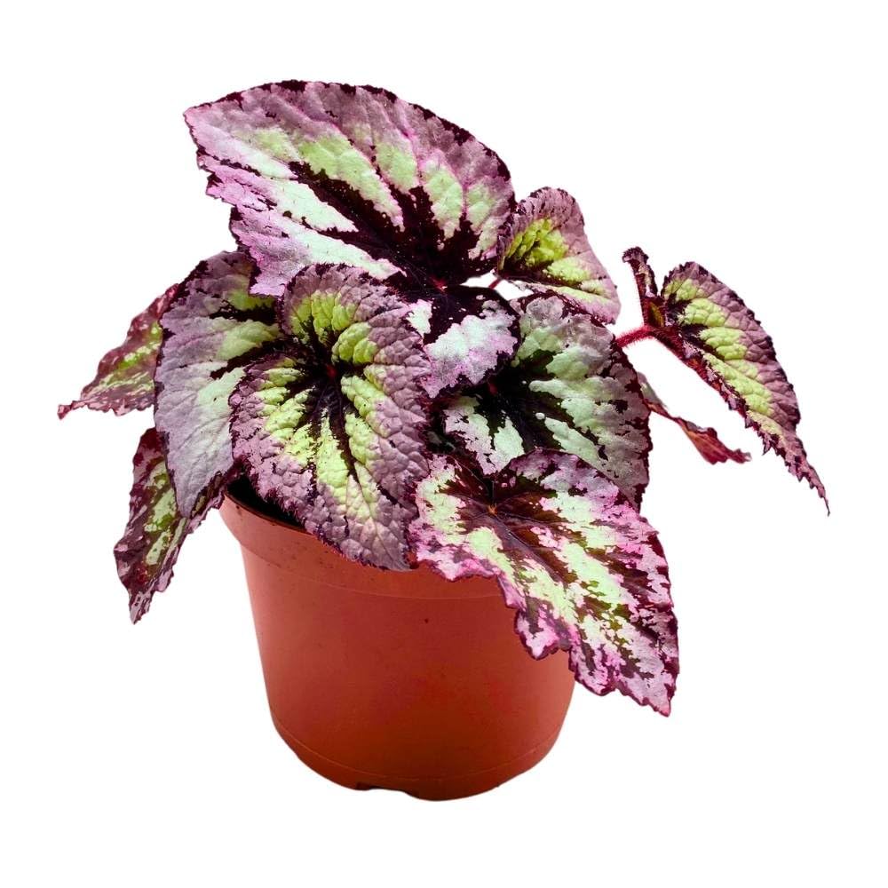 Harmony's Fire Woman Begonia Rex 6 inch Silver with Light Pink Band