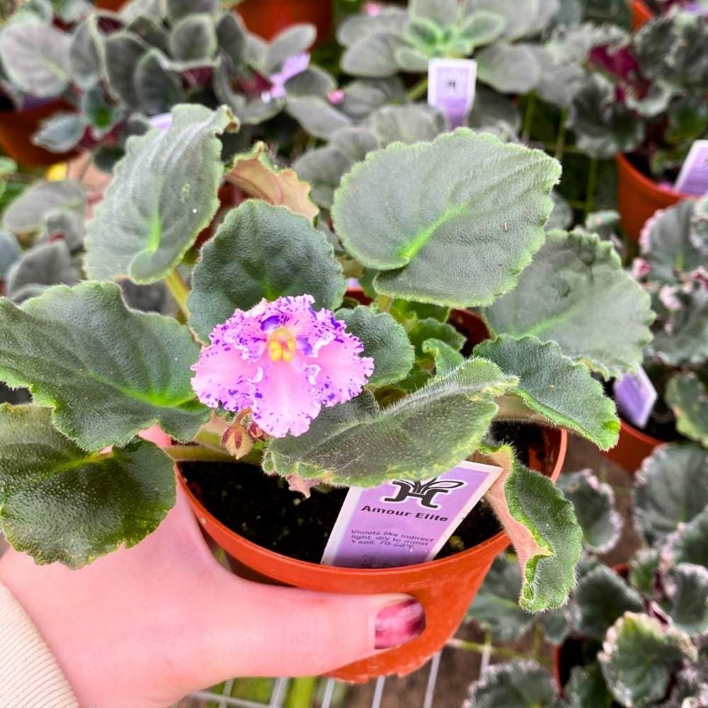 Amour Elite African Violet, 4 inch, Gesneriad Pink Flower Purple Splash Flush Variegated