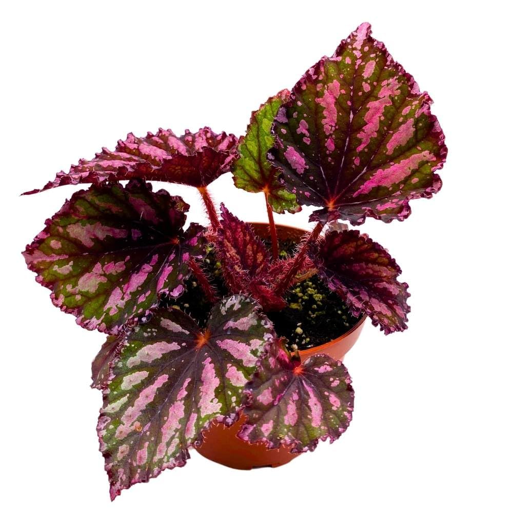 Begonia Rex Lacey Closson 4 inch Multi Colored red Pink Green with Black Stripes White Splash