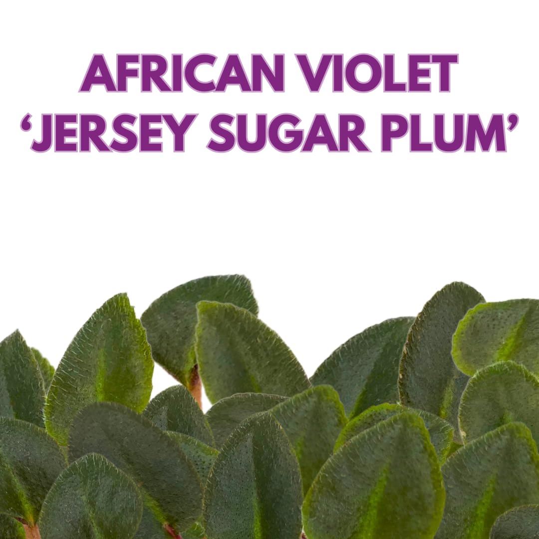 Harmony Foliage Mini African Violet Jersey Sugar Plum 2 inch Pink Purple Flower