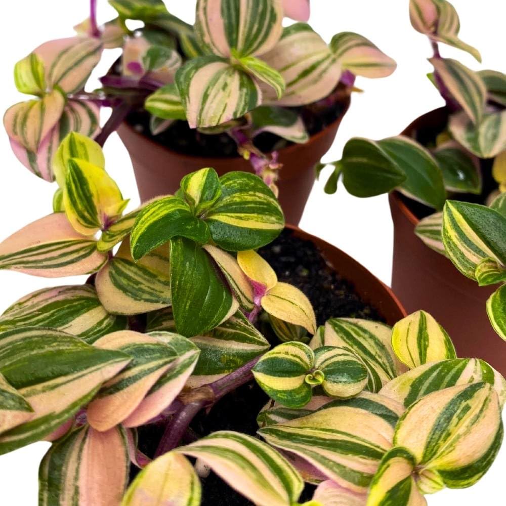 Tradescantia Mundula Lisa Tricolor Quadricolor Wandering Dude, 2 inch Set of 3, Tiny Mini Pixie Plant