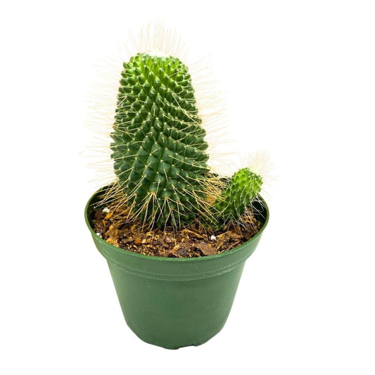 Un Pico Mammillaria spinosissima Spiny Pincushion Cactus, Well Rooted Potted Starter
