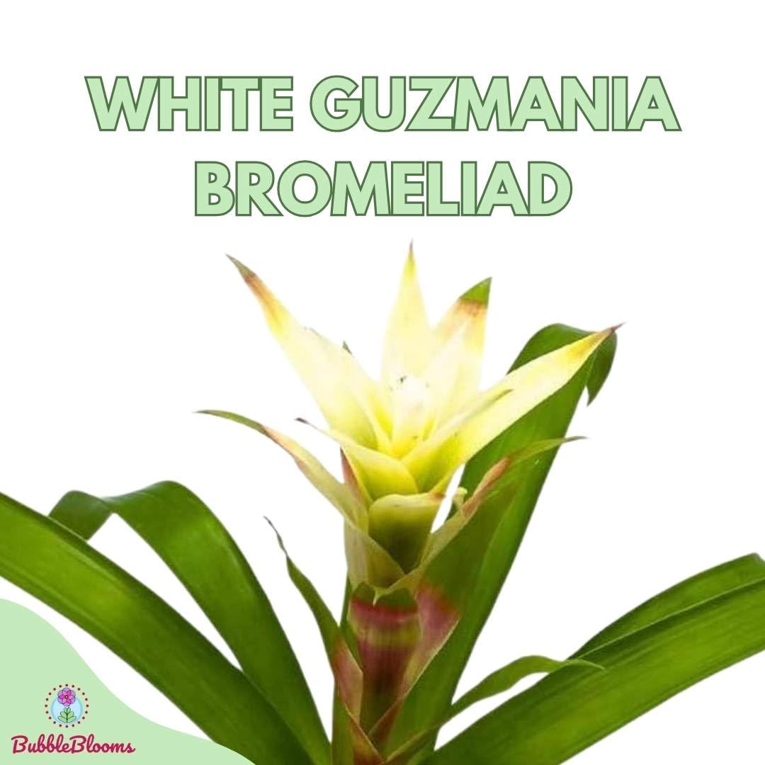 White Guzmania Bromeliad, 4 inch, Flowering Indoor Plant Rare Color