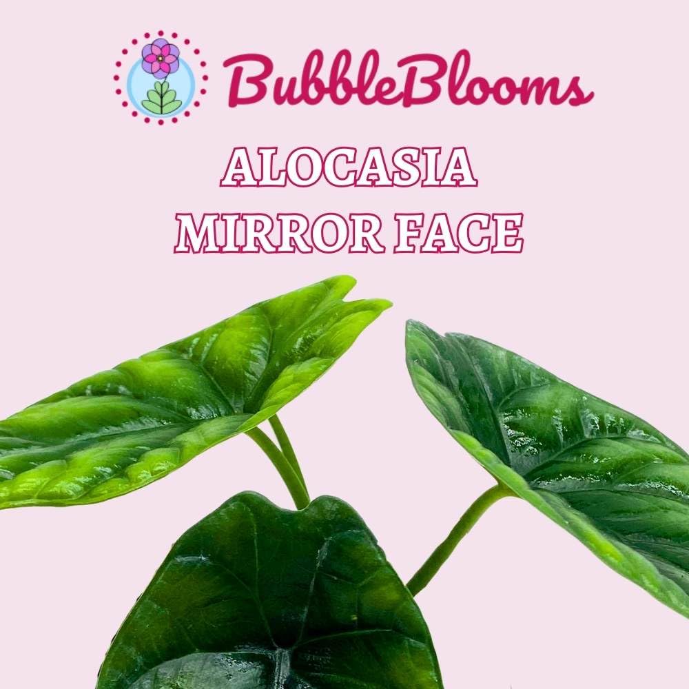 BubbleBlooms Alocasia Mirror Face sinuata in a 4 inch Pot