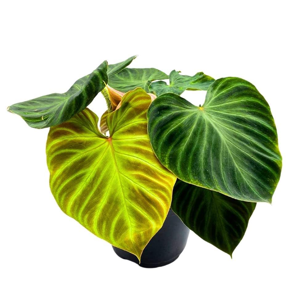 Philodendron Verrucosum 6 inch Deep Green Philo Rare Indoor House Plant