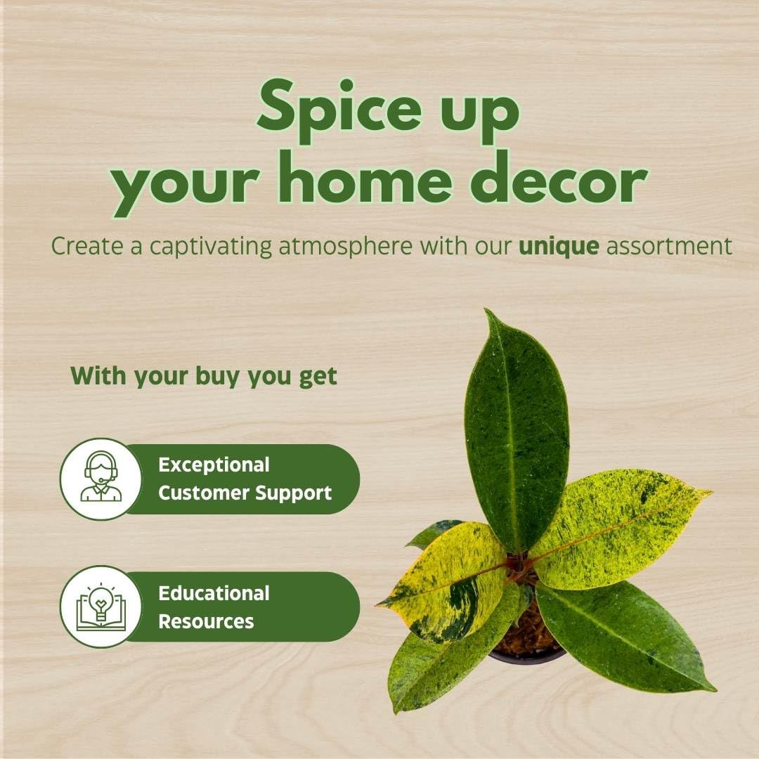 BubbleBlooms Ficus Moonshine Shivereana in a 4 inch Pot Variegated Rubberplant