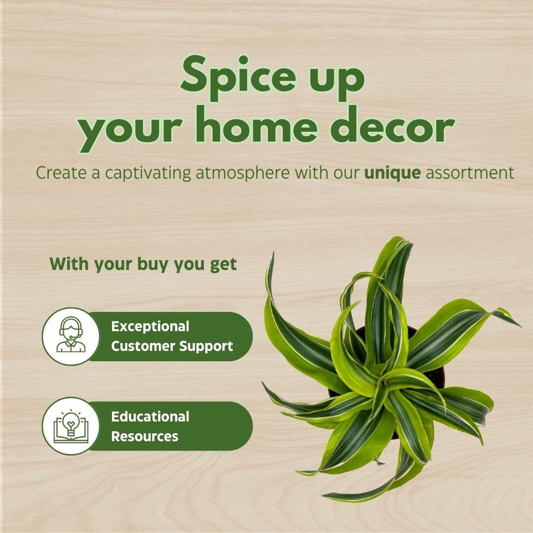 BubbleBlooms Dracena Lemon Surprise 4 inch deremensis, Lemon Lime fragans