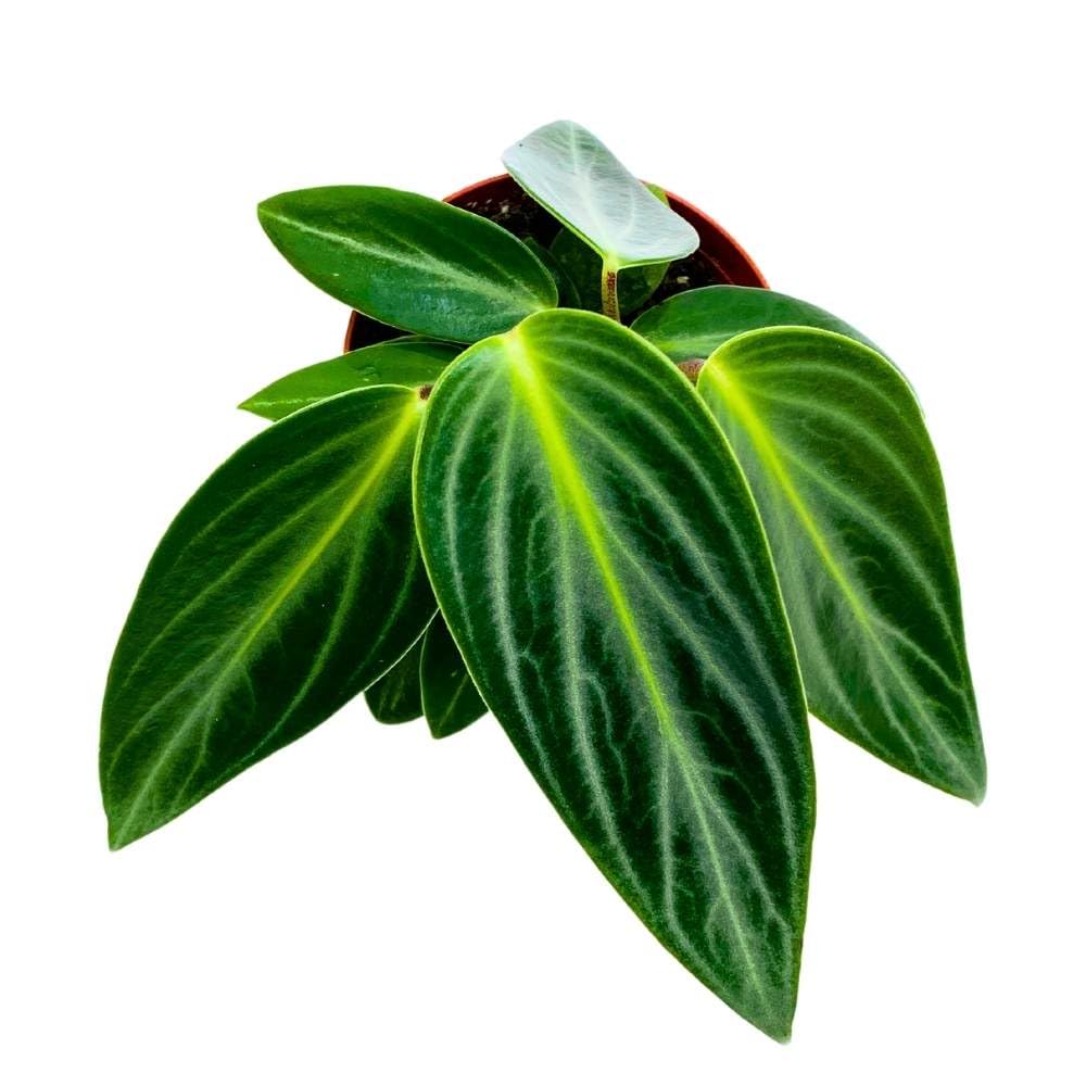 Peperomia Maculosa, Spotted-Stalked Pep, Monster Peperomia, 4 inch