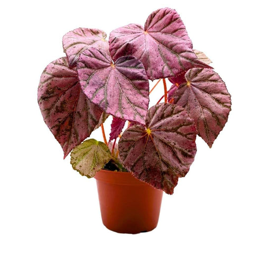 Harmony's Stormy Sunset Begonia, 4 inch Pink Rhizomatous Rhizo