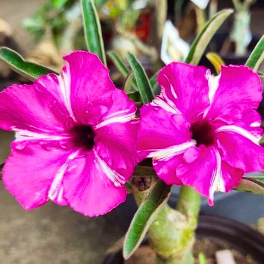 BubbleBlooms Desert Rose Purple Medal in a 4 inch Pot Extremely Rare Flower