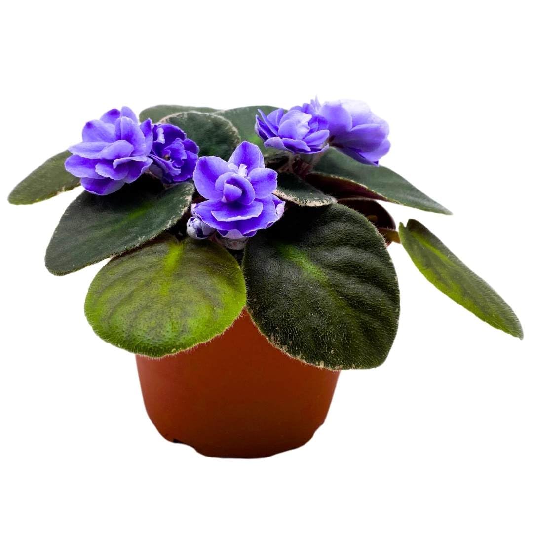 Harmony Foliage African Violet Picasso 4 inch