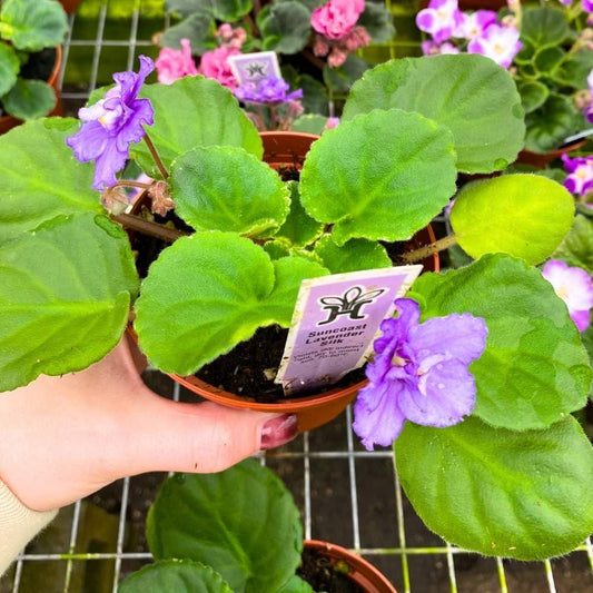 Suncoast Lavender Silk Variegated African Violet, 4 inch, Gesneriad Purple Flower with Darker Outline