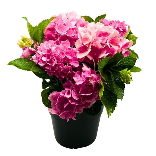 BubbleBlooms Pink Hydrangea in an 8 inch Pot Large Flowering Ornamental Garden Plant