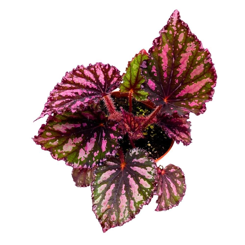 Begonia Rex Lacey Closson 4 inch Multi Colored red Pink Green with Black Stripes White Splash