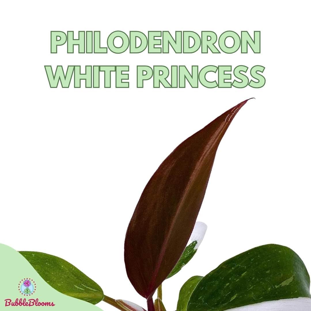 Philodendron White Princess, Philodendron Erubescens Hybrid in 2 inch Pot