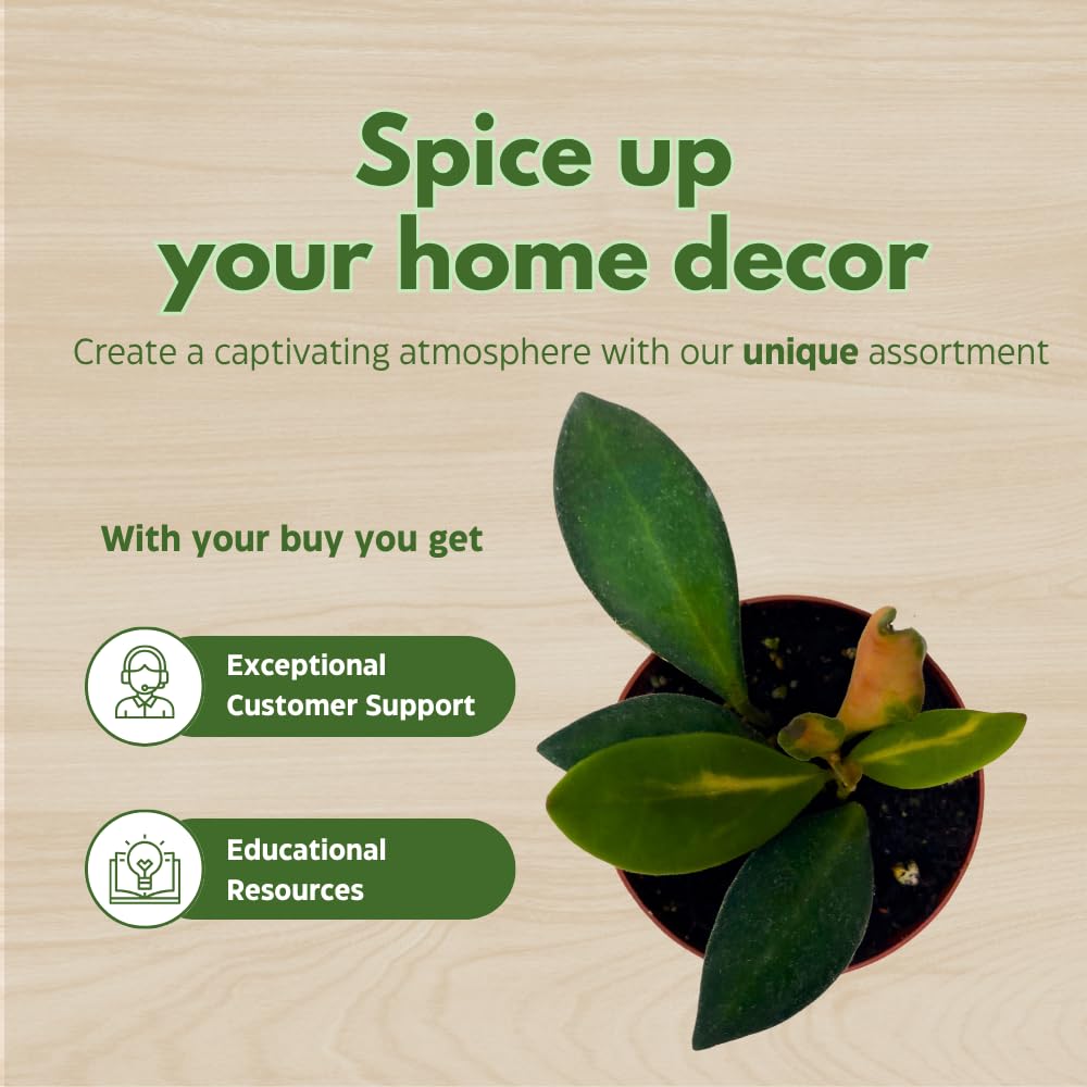 BubbleBlooms Hoya Ds-70 Variegated burtoniae in a 2 inch Pot Tiny Mini Pixie Plant