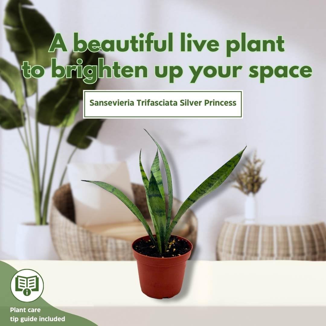 BubbleBlooms Sansevieria Silver Princess 4 inch Rare Sansevieria trifasciata Hybrid Snake Plant