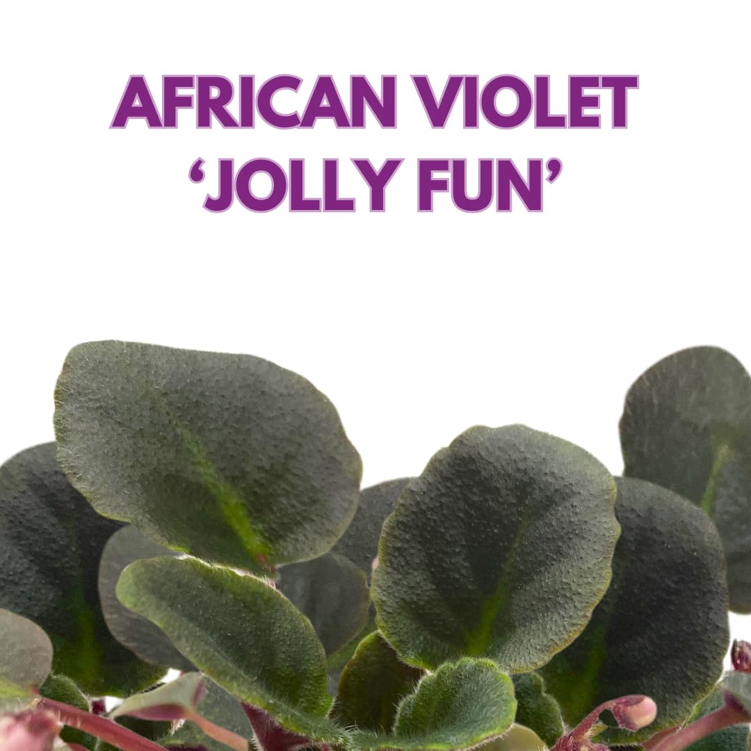 Harmony Foliage Mini African Violet Jolly Fun, 2 inch Pink Flower