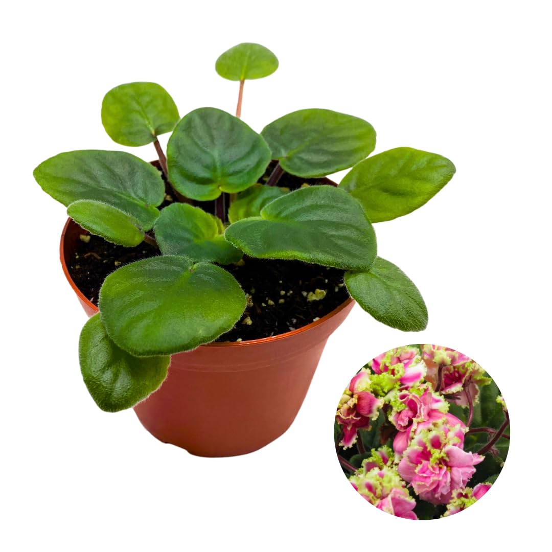 Harmony Foliage African Violet Mermaid Kiss 4 inch Pink Super Ruffle Flower