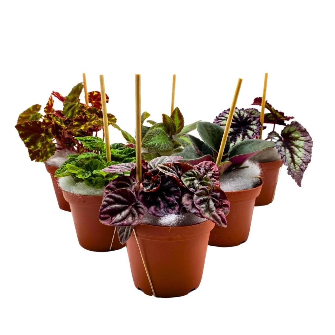 Harmony Foliage Harmony's Sample Box Assortment in 4 inch pots 30-Pack Bulk Wholesale Begonias, Violets, and Pep Mix