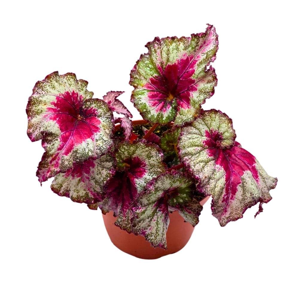 Harmony's Helios 6 inch Begonia Rex Pink Green Ruffle Spiral