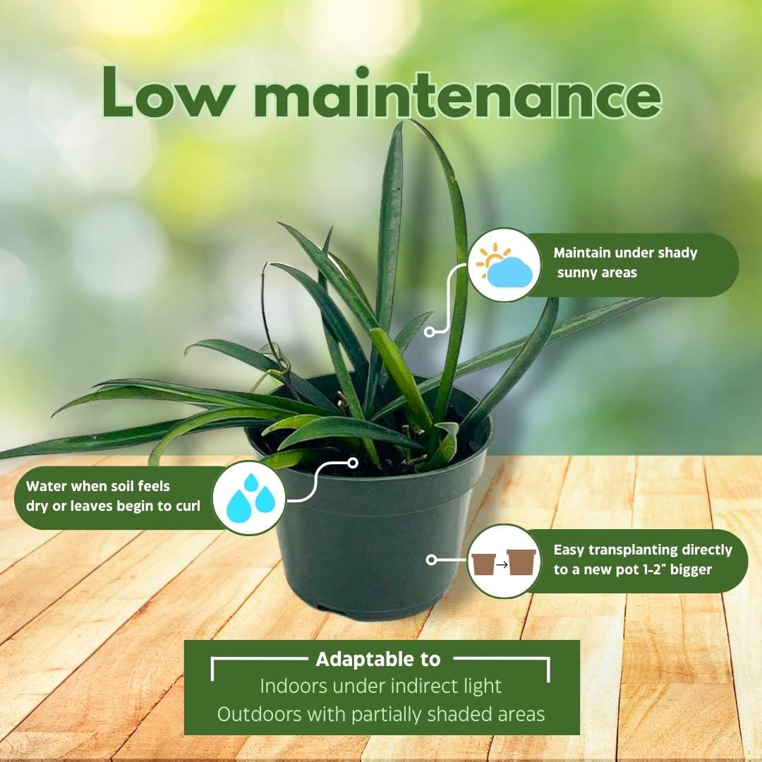 BubbleBlooms Hoya Kentiana in a 4 inch Pot