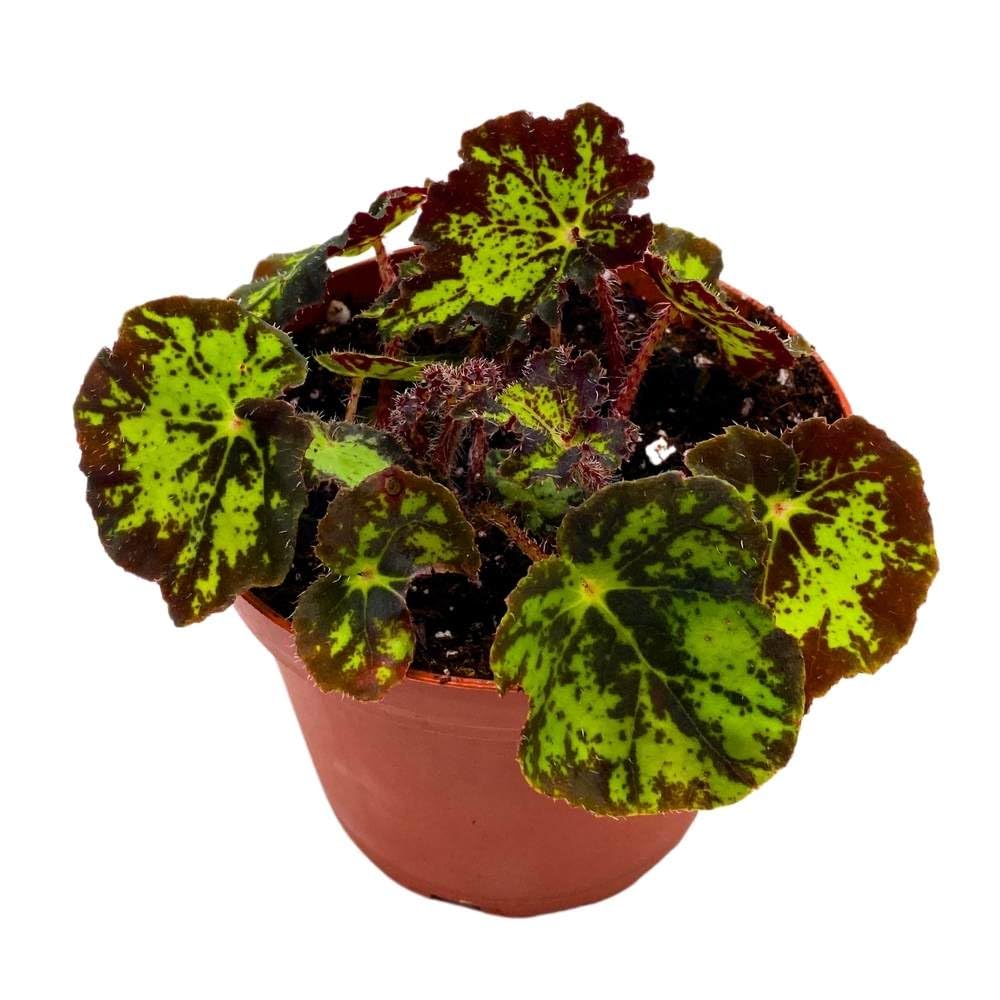 Begonia U578 Rhizomatous 4 inch Dark Green and Black Rhizo