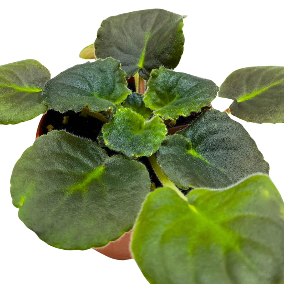 Harmony Foliage African Violet Harmony's Ice Maiden 4 inch Pink