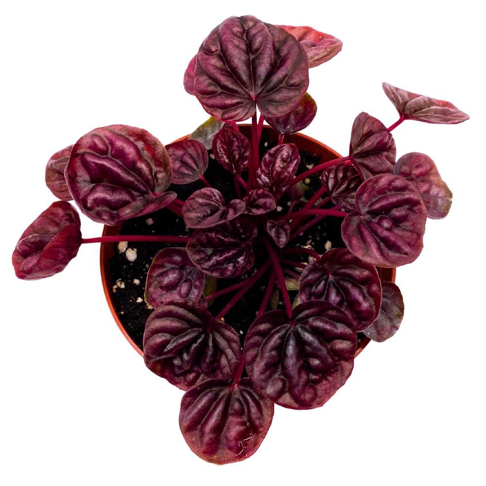 Peperomia Schumi Red 4 inch Bright Red Ripple Pep Caperata