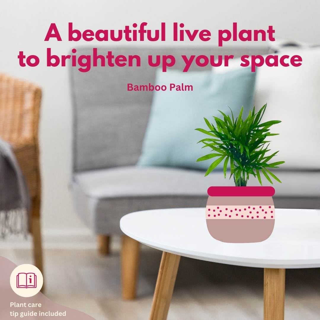 BubbleBlooms Neanthe Bella Palm, in a 2 inch Pot Palma Areca, Chamaedorea seifrizii elegans, Mini Bamboo Palm Tree Plant